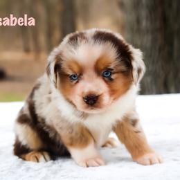 Isabela - Australian Shepherd puppy in Coldwater, Michigan from Northern Star Australian Shepherds