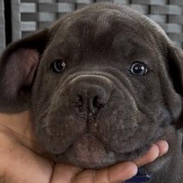 Blue Collar Boy - Morganza x Lawman - AKC and ICCF - Gray male Cane Corso puppy in Gorman, Texas from McOmber Country Kennels
