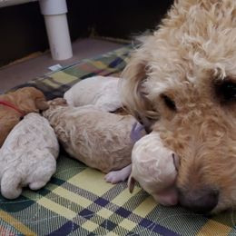 Irish Doodle and Labradoodle Puppies from Bipsi's Doodles
