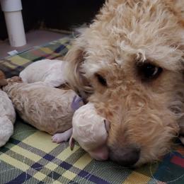 Irish Doodle and Labradoodle Puppies from Bipsi's Doodles