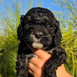 Olaf - Black and white male Cockapoo puppy in Indiahoma, Oklahoma from Phamily Doodles
