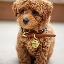 Cavapoos and Goldendoodles from My Toy Goldendoodles