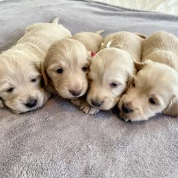 Dachshund Puppies from Dackel Land Dachshunds