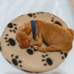 Apricot Male - Apricot male Poodle puppy in Phoenix, Arizona from Moonshine Kennels AZ