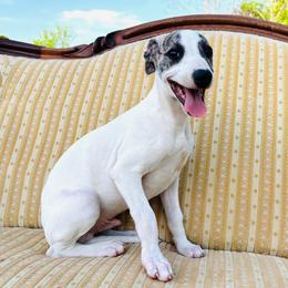 Leonard - White and fawn brindle male Whippet puppy in Kingston, Tennessee from Smithfield Park