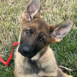 Trinity - Sable female German Shepherd puppy in Whitewater, California from Vom Haus Metzler Shepherds