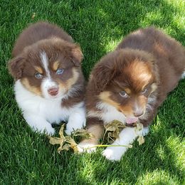 Australian Shepherd Puppies from Classy Aussies