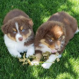 Australian Shepherd Puppies from Classy Aussies