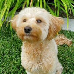 Indie - Goldendoodle