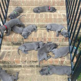 Great Dane Puppies from South Fort Blue Danes