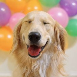 Golden Retrievers from Cannon's Au Retrievers