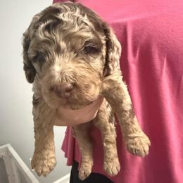 Boy 1 - Merle male Cockapoo puppy in Dahlonega, Georgia from Loveable Cockapoos