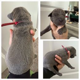 Girl 8 - Blue female Great Dane puppy in Doylestown, Ohio from Dana's Danes