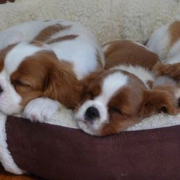 Cavalier King Charles Spaniels from Pine Lake Cavaliers