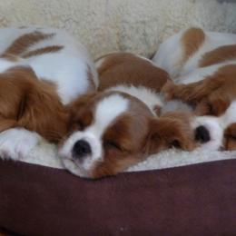 Cavalier King Charles Spaniels from Pine Lake Cavaliers