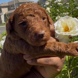 Rosie - Red  female Poodle puppy in Corona, California from Garden Of Poodles