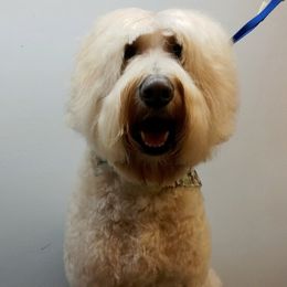 Duke - Australian Labradoodle