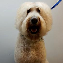 Duke - Australian Labradoodle