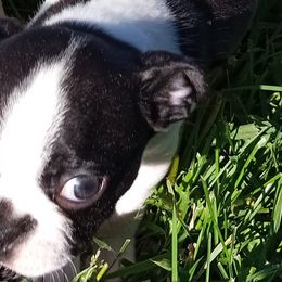 Newt - Boston Terrier puppy in Rexburg, Idaho from Wolf Ridge Boston Terriers
