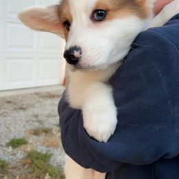 American Corgi and Pembroke Welsh Corgi Puppies from Beebe’s Corgis