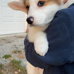 American Corgi and Pembroke Welsh Corgi Puppies from Beebe’s Corgis