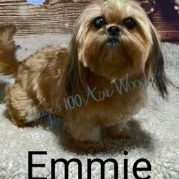 Lady Emmie - Shih Tzu