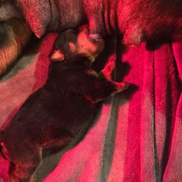 Nova - Black and mahogany female Rottweiler puppy in Salem, Oregon from C&C Royal Rottweilers