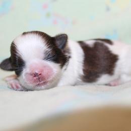 Girl 2 - Red and white female Shih Tzu puppy in Craig, Colorado from Rocky Mountain Shih Tzus and Dry Creek Miniature Dachshunds