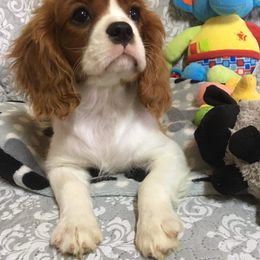 Cavalier King Charles Spaniel Puppies from Hungarian Cavaliers of Nashville