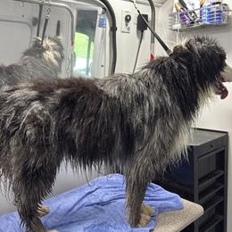 Bishop - Australian Shepherd