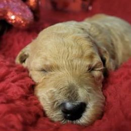 Goldendoodles from Ally Goldendoodles
