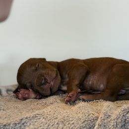 Fendi - Chocolate female Great Dane puppy in Reno, Nevada from Good Dog Danes