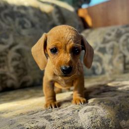 Blondie - Red male Dachshund puppy in Brave, Pennsylvania from Nataly Rinkhoff