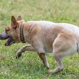 Australian Cattle Dogs from Steadfast Farms & Stockdogs