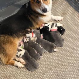 American Corgi and Pembroke Welsh Corgi Puppies from Wyndy Ridge Corgis