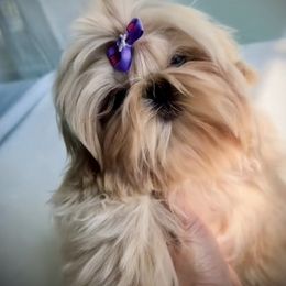 Dara - Shih Tzu