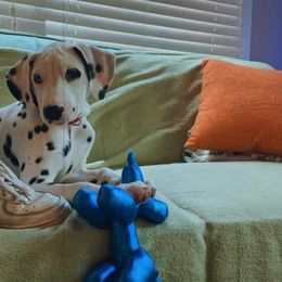 Dalmatian Puppies from Sublime Dalmatians