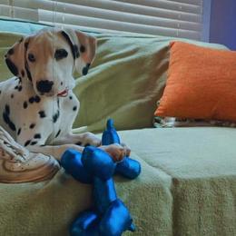 Dalmatian Puppies from Sublime Dalmatians