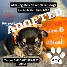 Amy - Tricolors female French Bulldog puppy in Michigan from Fur Baby Farms