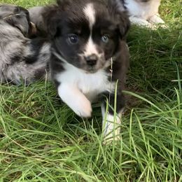 Miniature Australian Shepherd and Toy Australian Shepherd Puppies from Pawesome Lil Aussies
