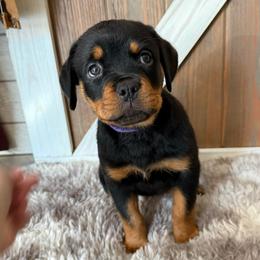 Athena - Black and tan female Rottweiler puppy in Newfoundland, Pennsylvania from Poconopaws