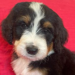 Bernedoodles and Golden Retrievers from Burr Oak Hills Kennel