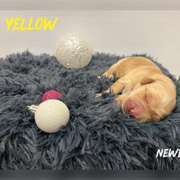 Yellow Collar - Golden female Golden Retriever puppy in Kenyon, Minnesota from Double W Golden Retrievers