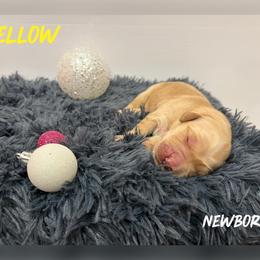 Yellow Collar - Golden female Golden Retriever puppy in Kenyon, Minnesota from Double W Golden Retrievers