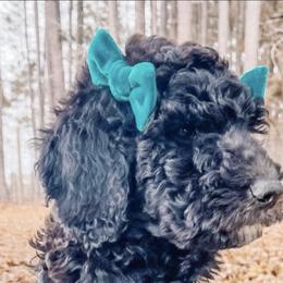 Goldendoodles from Marsh & Moss