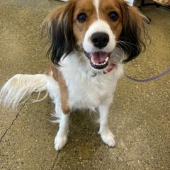 Kermit - Nederlandse Kooikerhondje