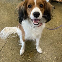 Kermit - Nederlandse Kooikerhondje