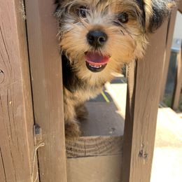 Yorkshire Terrier Puppies from Yorkies of Escondido