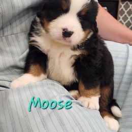 Moose - Black rust and white male Bernese Mountain Dog puppy in Auburn, Indiana from Swamp Creek Berners