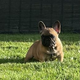 French Bulldog Puppies from Clay Bulldogs